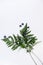Blueberries with fern leaves. White background