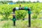 Blueberries field drip irrigation system