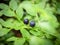 Blueberries in a forest clearing.