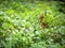 Blueberries in a forest clearing.