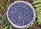 Blueberries forest grass branches lichen moss greens