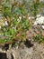 A blueberries garden  grows in the garden.