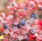 Blueberries grow at the foot of the volcano