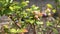 Blueberries growing on bush, ripe and unripe berries.