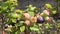 Blueberries growing on bush, ripe and unripe berries.