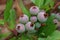 Blueberries growing on a bush - vaccinum corymbosum - 