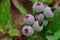 Blueberries growing on a bush - vaccinum corymbosum - 