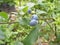 Blueberries growing on the bushes, seasonal blueberry harvest