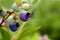 Blueberries growing on the vine