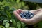 Blueberries in hand