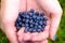 Blueberries in the hands of
