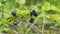 Blueberries hanging on forest bush. Huckleberries, bilberries