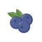 Blueberries with leaf vector icon. Blueberry icon clipart. Blueberry cartoon.