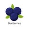 Blueberries with leaves. Three berries. Fruit, berry icon. Flat design. Color vector illustration isolated on a white