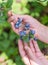 Blueberries picking. Female hand gathering blueberries