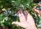 Blueberries picking. Female hand gathering blueberries