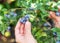 Blueberries picking. Female hand gathering blueberries