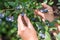 Blueberries picking. Female hand gathering blueberries