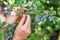 Blueberries picking. Female hand gathering blueberries