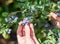 Blueberries picking. Female hand gathering blueberries