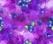 Blueberries on purple splash background. Watercolor seamless pattern