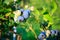 Blueberries ripening on the bush