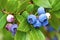 Blueberries ripening on the bush, closeup