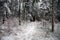 Blueberries, shrubs in forests covered with snow in the StoÅ‚owe, Table Mountains, National Park in Poland.