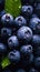 Blueberries Surrounded by Drops Closeup: Deep Droplets, Blue Eyes, Cavern Dew, Fruit Celebrity, Extremely Hybrid Dynasty, Credit