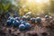 Blueberries thrive outside, a testament to nature\\\'s bounty and the delicious rewards of cultivation