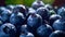 Blueberries in water drops.