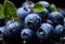 Blueberries with water drops on a black background. Shallow depth of field