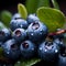 Blueberries with water drops on a black background. Shallow depth of field