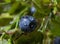 Blueberries with water drops after rain