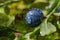 Blueberries with water drops after rain