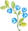 Blueberries, watercolor hand drawn illustration sketch style. twigs, berries and leaves on an isolated white background