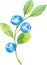 Blueberries, watercolor hand drawn illustration sketch style. twigs, berries and leaves on an isolated white background