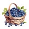 blueberries in a wicker basket, summer harvest, watercolor illustration