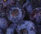 Blueberry background