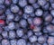 Blueberry background. Macro