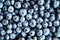 Blueberry background. Ripe and juicy fresh picked bilberries close up.Top view or flat lay.