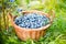 Blueberry basket. Ripe Bilberries in wicker basket.