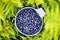 Blueberry berries in blue cup in green fern