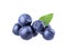 Blueberry berry