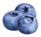 Blueberry berry set three