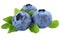 Blueberry blueberries berry berries fruit fruits leaves isolated