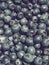 Blueberry, or Blueberry ordinary, or Blueberry myrrheal Vaccinium myrtillus, stunted shrub, family Heather. Fresh juicy