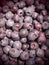 Blueberry, or Blueberry ordinary, or Blueberry myrrheal Vaccinium myrtillus, stunted shrub, family Heather. Fresh juicy