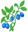 Blueberry branch