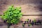 Blueberry branch and blue berries on wooden background